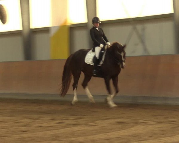 Reitturnier Frechen-Grefrath - Sonnenhof 2023