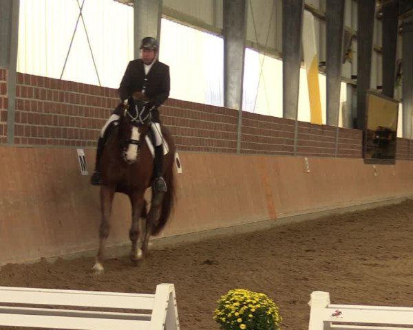 Reitturnier Frechen-Grefrath - Sonnenhof 2023