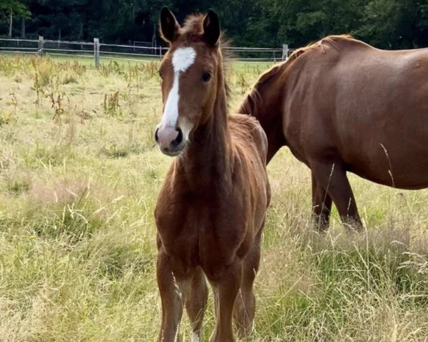 horse Balou Spumante (Oldenburg show jumper, 2023, from Cornet’s Balou)