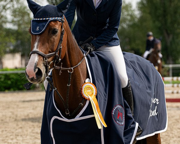 jumper Lysan la sournois (Oldenburg, 2013, from Lyjanero)
