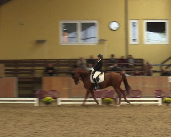 Reitturnier Frechen-Grefrath - Sonnenhof 2023