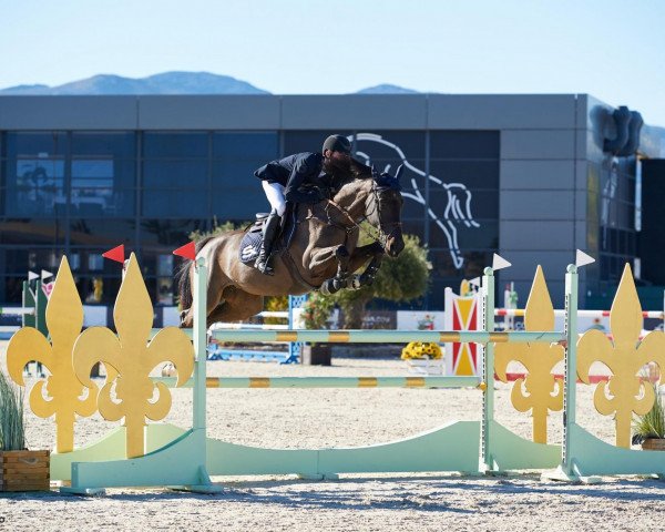 Springpferd Kalora Z (Zangersheide Reitpferd, 2014, von Kannan)
