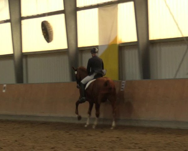 Reitturnier Frechen-Grefrath - Sonnenhof 2023