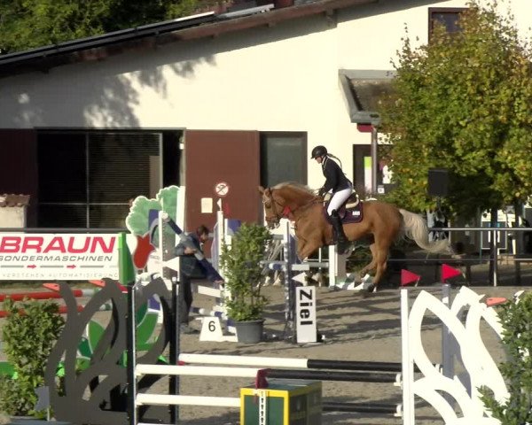 Reitturnier Achern 2023