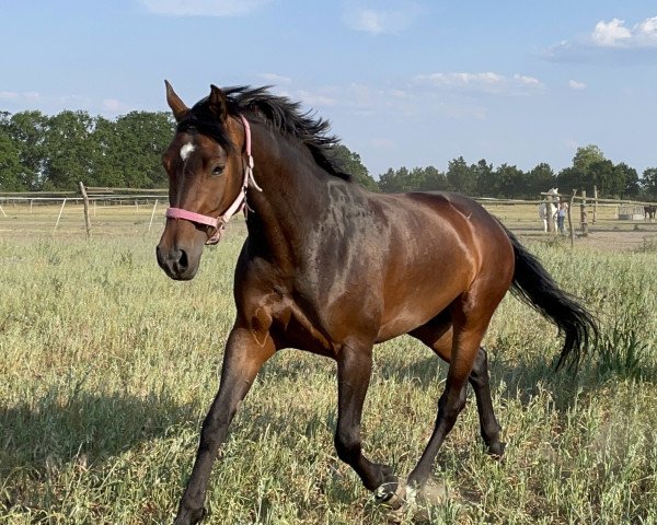 jumper Wölfchen (German Sport Horse, 2017, from Quite Carenzo)