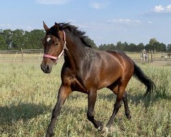 jumper Wölfchen (German Sport Horse, 2017, from Quite Carenzo)