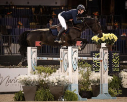 Springpferd Disa Dm 42 (Schwedisches Warmblut, 2014, von Diarado)