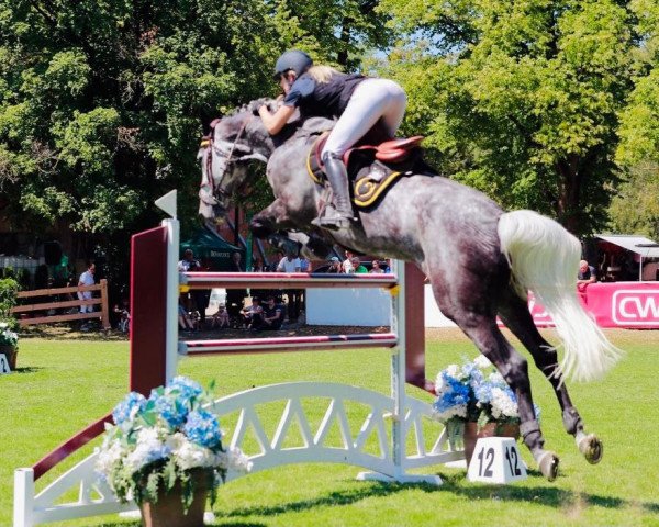 broodmare Delphi de Spalbec Z (Zangersheide riding horse, 2014, from Diamant de Semilly)