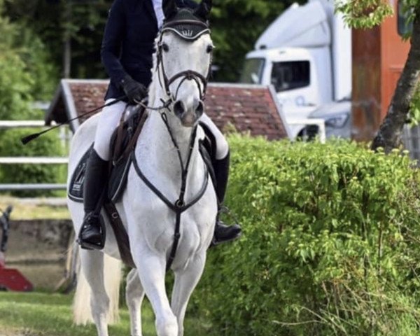 jumper Stella 1024 (Hanoverian, 2010, from Stolzenberg)