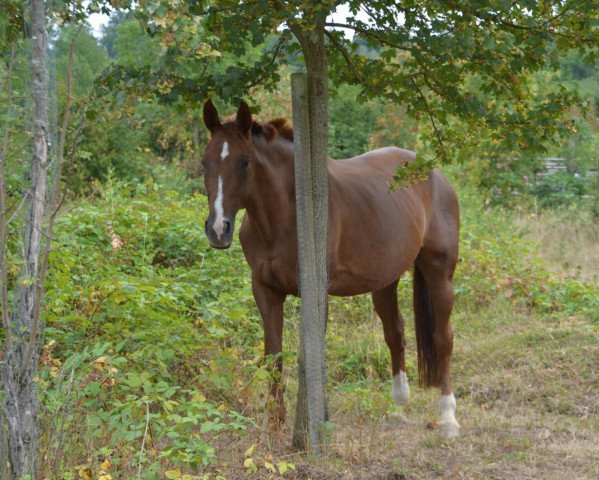 Springpferd Seven up 4 (Deutsches Reitpferd, 1997, von Sambuco B)