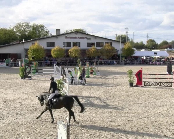 Reitturnier Achern 2023