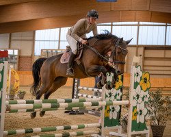 Cavallo da salto Fancy Girl H (Hannoveriano, 2016, di Flic Flac)