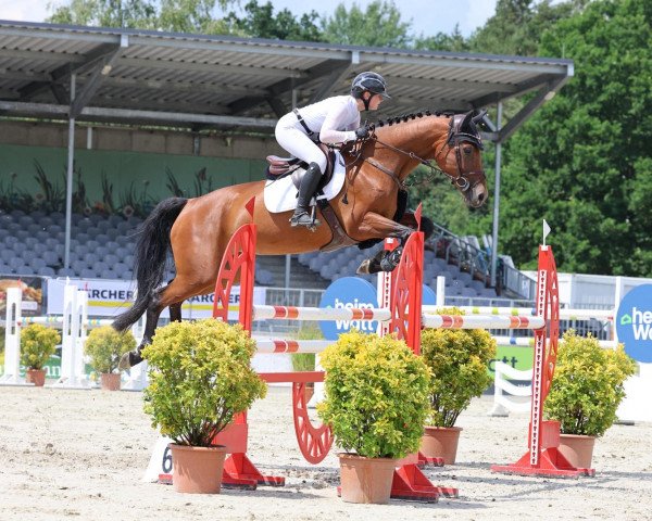 jumper Chazz SW (German Sport Horse, 2015, from Cormint)