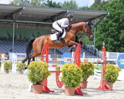 jumper Chazz SW (German Sport Horse, 2015, from Cormint)