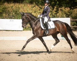 Dressurpferd Fiedergold (Oldenburger, 2017, von Finnigan)
