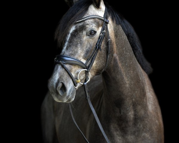 Caballo de Doma BamBam vom Lauf (Westfaliano, 2017, de Belissimo NRW)