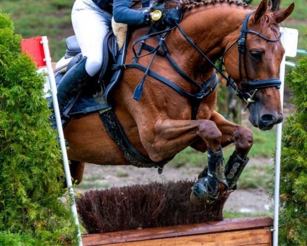 Springpferd Enfin de Lully CH (Schweizer Warmblut, 2015, von Stargate xx)