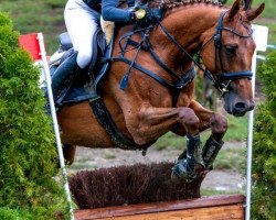 jumper Enfin de Lully CH (Swiss Warmblood, 2015, from Stargate xx)