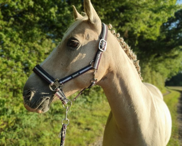 dressage horse Golden Star 41 (Danish Reitpony, 2010, from FS Concorde)