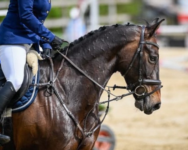 jumper Galice du Tillot CH (Swiss Warmblood, 2012, from Salut Bonheur)