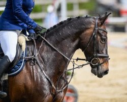 jumper Galice du Tillot CH (Swiss Warmblood, 2012, from Salut Bonheur)