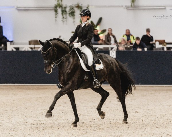 dressage horse Sempre Nobile (Bavarian, 2011, from Stockholm)