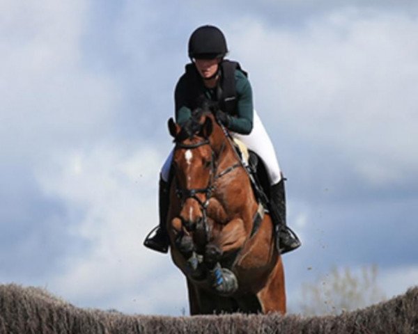 Springpferd Dibadu 8 (Hannoveraner, 2014, von Tailormade's Diarado's Boy 256 FIN)