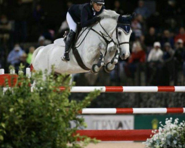 stallion Rêve du Paradis (Selle Français, 2005, from Crown Z)