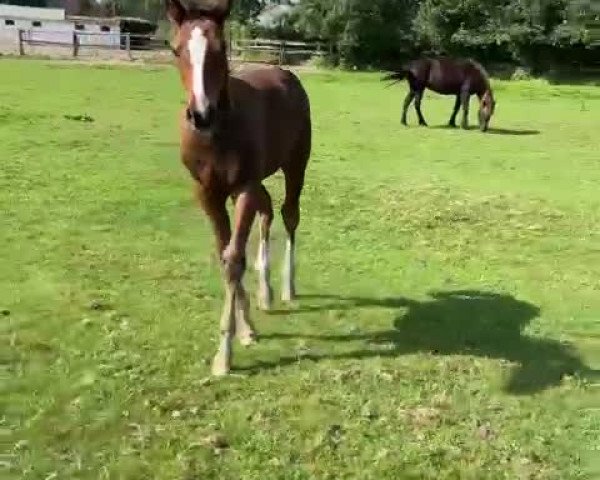 Video of Carrido