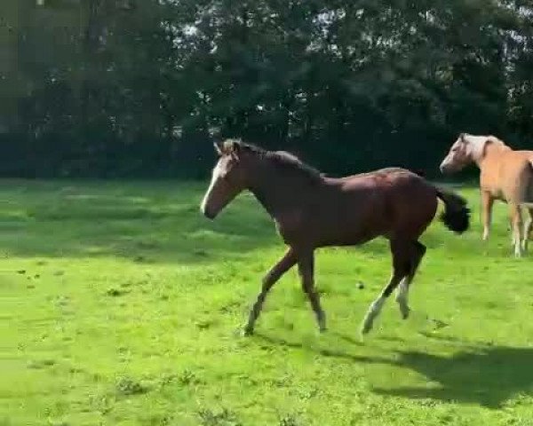 Video of Carrido