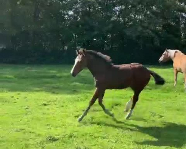 Video of Carrido