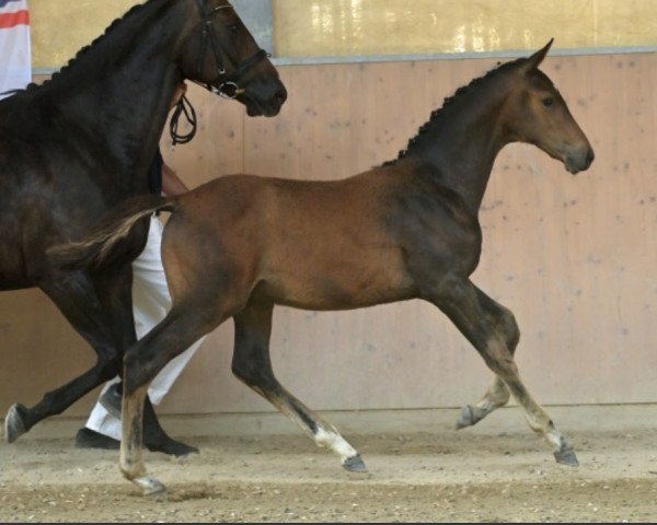 horse Vesuv (Holsteiner, 2022, from van Gogh)