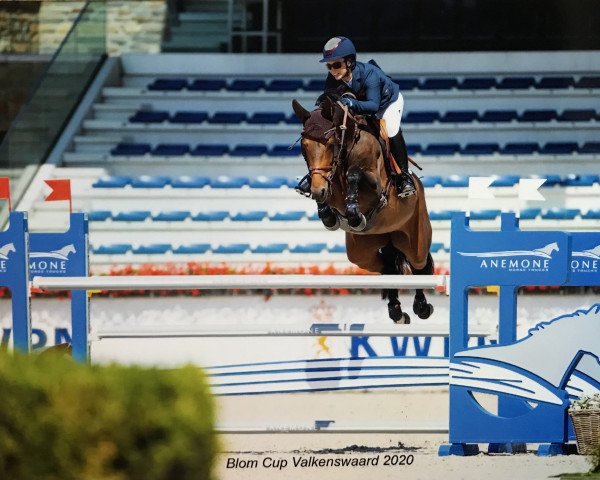 jumper Jolo van't Veller (KWPN (Royal Dutch Sporthorse), 2014, from Floris TN)