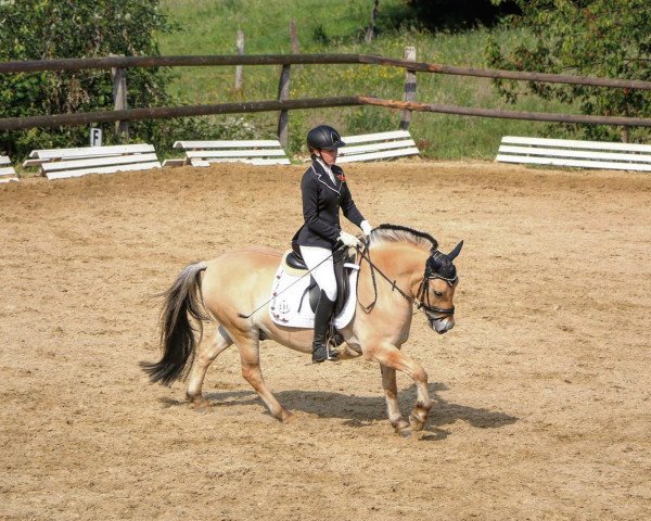 dressage horse Galthram (Fjord Horse, 2010, from Rubis d'Ober)