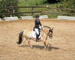 dressage horse Galthram (Fjord Horse, 2010, from Rubis d'Ober)