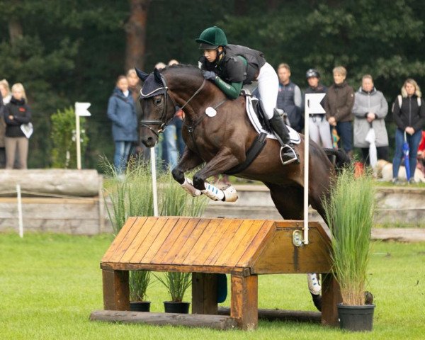 eventing horse We Love Him (Trakehner, 2018, from Freiherr von Stein)