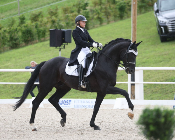 Dressurpferd Quinn Vr (Deutsches Sportpferd, 2015, von Quadroneur)