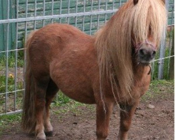 Deckhengst Important of Duke Stable (Shetland Pony, 1994, von Adam van Spuitjesdom)