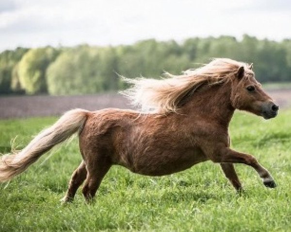 Zuchtstute Tara van de Hertenheuvel (Shetland Pony (unter 87 cm), 2003, von Acquit v. Spuitjesdom)