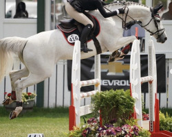 broodmare Dusty S Z (Zangersheide riding horse, 2004, from Dutch Capitol)