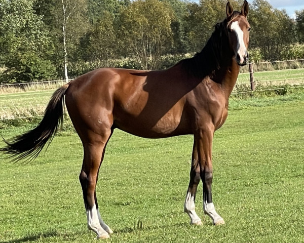 horse Boons (Hanoverian, 2022, from Bonds)