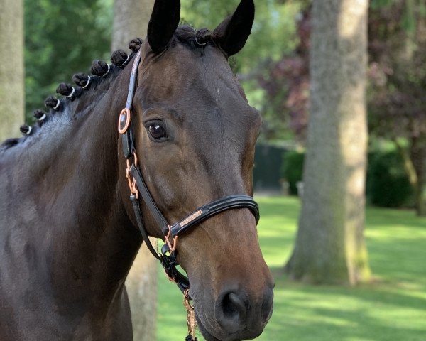 jumper Matrix 27 (New Forest Pony, 2006, from Moderato II)