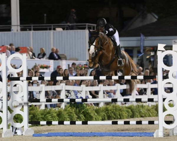 Springpferd Hocus Pocus van de Lucashoeve (Belgisches Warmblut, 2007, von Chin Chin)