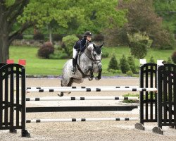 jumper Mylord Lady (KWPN (Royal Dutch Sporthorse), 2013, from Mylord Carthago)