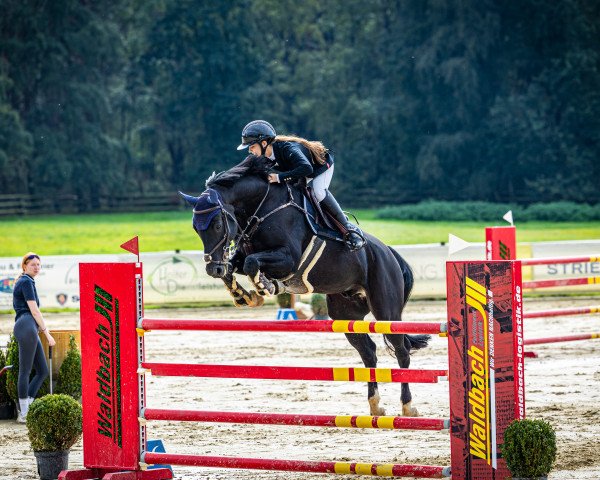 jumper Pitch Black (Hanoverian, 2011, from Perigueux)