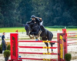 jumper Pitch Black (Hanoverian, 2011, from Perigueux)