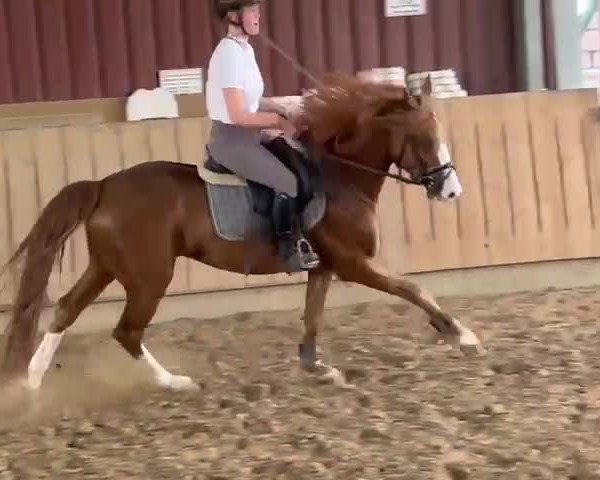 Video von Fürst Samour