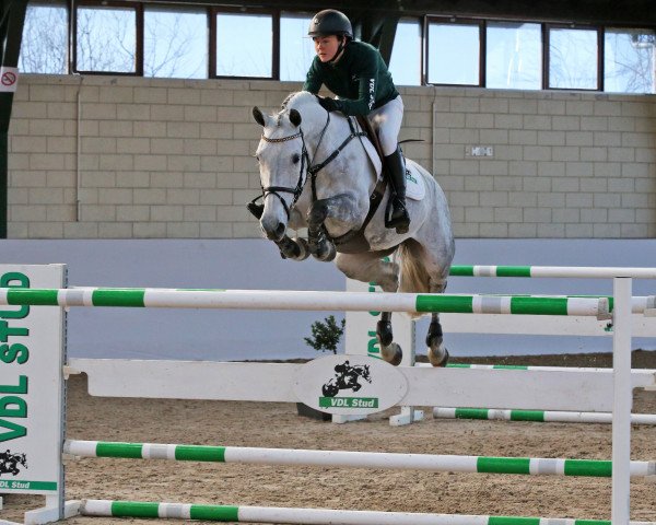 jumper Germeta W (KWPN (Royal Dutch Sporthorse), 2011, from Mr Blue) jumper Germeta W (KWPN (Royal Dutch Sporthorse), 2011, from Mr Blue)