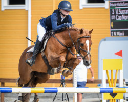 Springpferd Cap Nord d'Hyrencourt (Belgium Sporthorse, 2008, von Machno Carwyn)