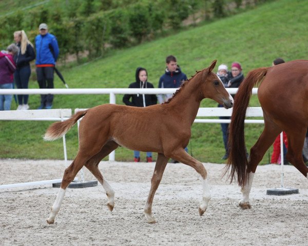 horse Fantaghiró JSF (German Sport Horse, 2023, from Filox)